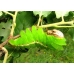 Chinese Oak Silkmoth pernyi 15 eggs 